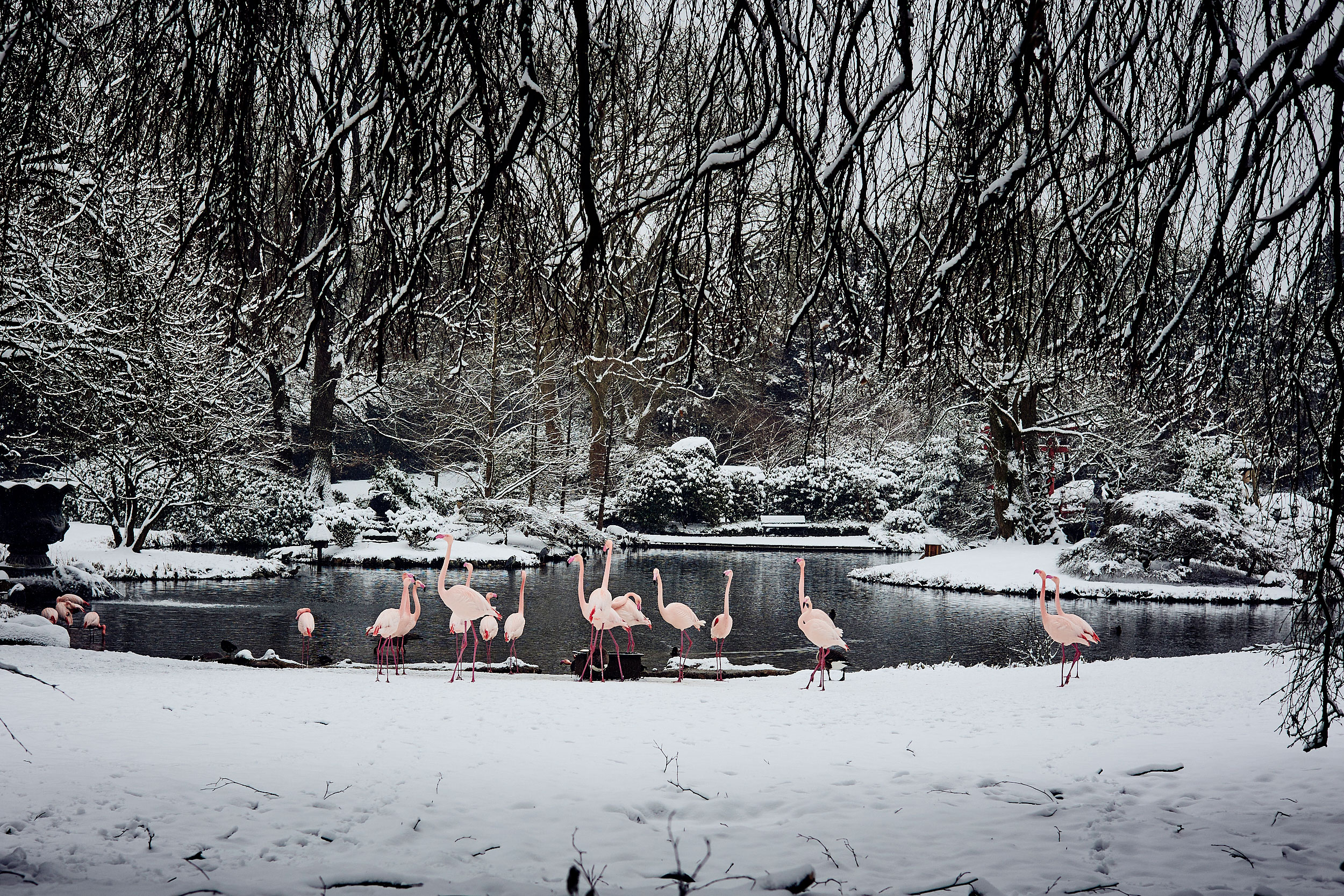Flamingos im Schnee im Tierpark Hagenbeck